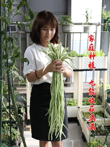 Саженцы для саженцев с длинными фасолью, вида, четыре сезона семян овощных бобов, семян семян, саженцев из бобов, без шельфа бобов с бобами рога.