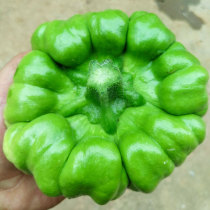 Yunnan ginger handle melon seed seed seed South north small pumpkin spring autumn vegetable melon seed Green climbing vine melon