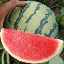 Red meat seedless watermelon seed seed seed seed seedless watermelon high yield giant giant southern Four Seasons fruit