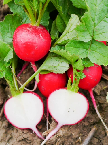 Вишневый редьки фрукты Daquan High Liking Four Seasons