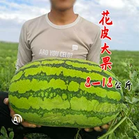 Гигантские саженцы арбуза 5 дыни 8-18 кг