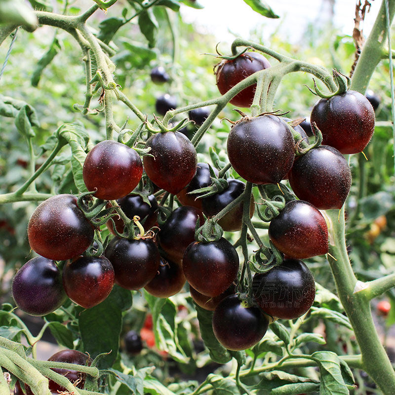 Black Pearl No. 1 Black Tomato Seeds Purple Black Tomato Seeds Features Balcony Four Seasons Potted Fruit