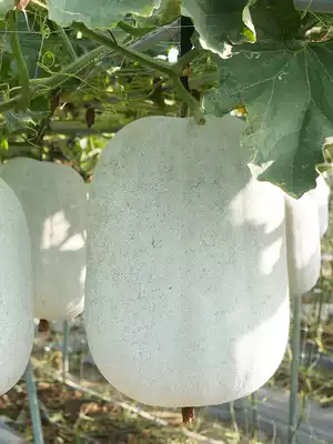 Extra large pink melon seeds Seed seedlings Balcony four seasons Donggua giant vegetable seedlings Potted vegetable seedlings seedlings seedlings