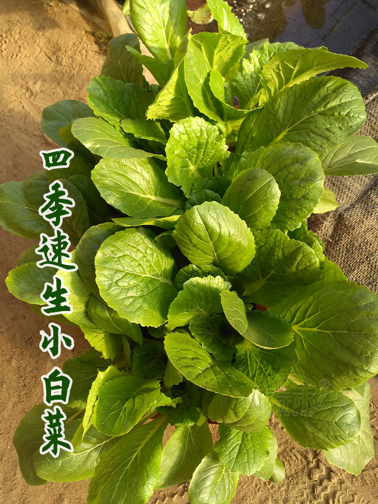 Four seasons cabbage seeds seeds small greens vegetables rapeseed potted vegetables Balcony relict vegetables Seeds seeds fast dishes
