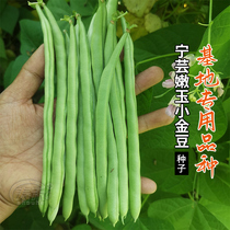 Ning Yunnen Jade small golden bean seed early spring vegetable seed green pea seed Green bean seed seed Green Bean vegetable