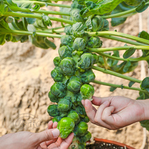 Brussels sprouts brussels sprouts brussels sprouts Brussels sprouts Brussels sprouts Brussels sprouts Brussels sprouts brussels sprouts brussels sprouts brussels sprouts brussels sprouts brussels sprouts brussels sprouts brussels sprouts