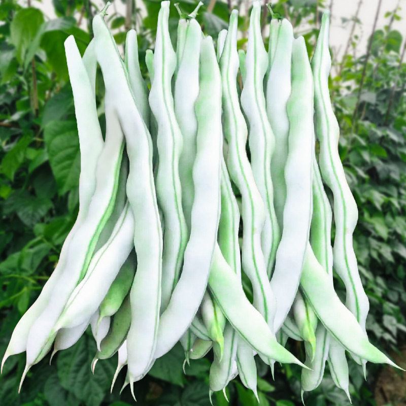 Nine grains of white Brassica seed seed seed hole Bean Lentil Bean Lentil Bean 4 Season bean Four Seasons to be undefeated and the beans are white and not old