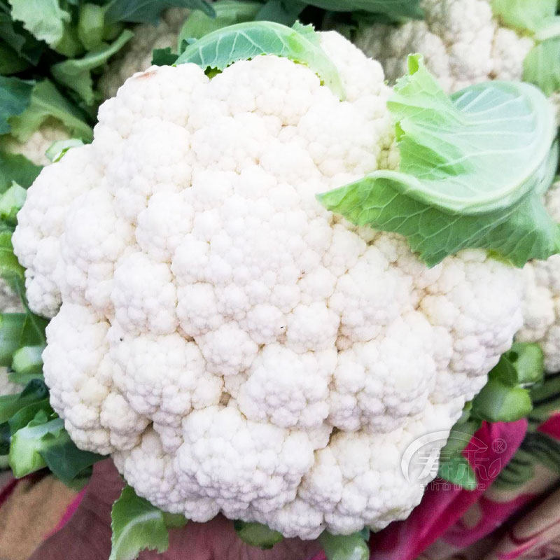 Zhongxia Snow Mountain 60 Days White Cauliflower Cauliflower Seed Early Maturity Heat Resistance and Disease Resistance Seeds in Spring and Autumn