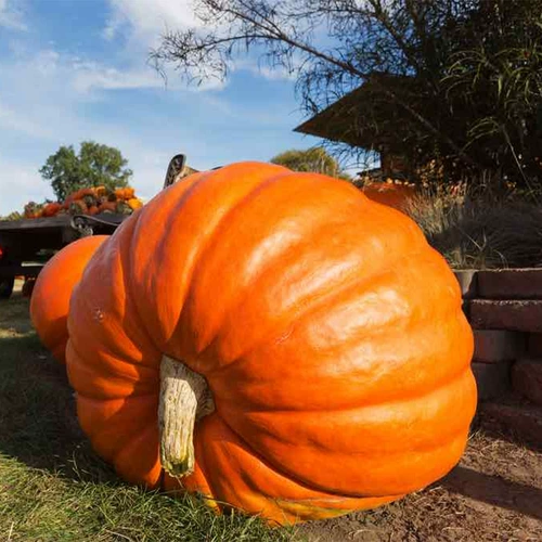 Гигантские семена тыквы Shouhe, очень большие, очень большие специальные декоративные космические личинки, семена овощей, весенние семена дыни и фруктов.