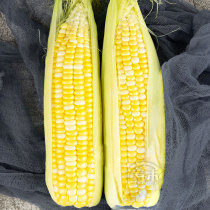 Early-maturing super-sweet fruit corn seed seed seed seed seed seed seed high yield field sweet crisp sweet corn Four Seasons sweet North