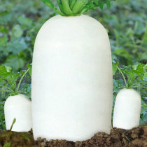 Nine Jin Wang extra large radish seeds seed autumn Four Seasons vegetable seed seed seed white fruit autumn and winter white