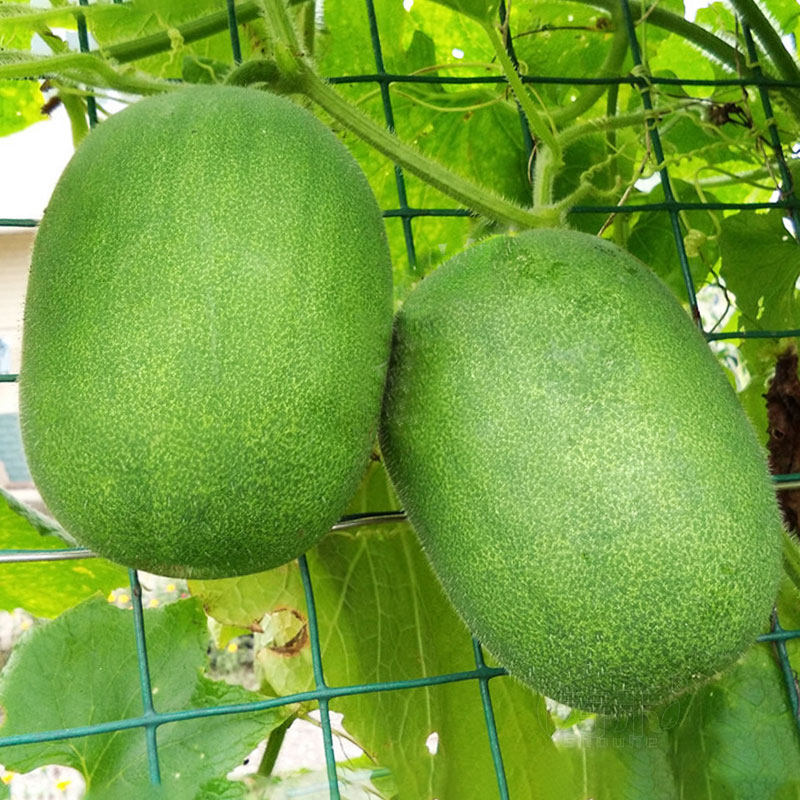 Fragrant Winter melon Mini east melon seed seedling Family four-season potted vegetables Young early ripening green skin taro fragrant