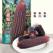 Red Sweet glutinous corn seed fruit corn seed seed high yield glutinous rice seed four seasons purple red high yield sweet waxy fragrance