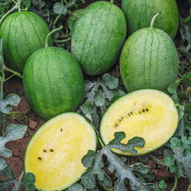 Shatuo No. 3 yellow flesh yellow heart watermelon seeds early maturity high yield Southern Four Seasons potted early spring Red Jade