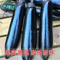 6 саженцев с длинной черной пантером