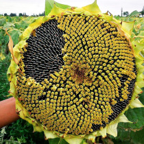 Extra-large edible sunflower seed species Dwarf sunflower potted seed seed seed seed seed seed seed seed seed seed seed seed seed seed seed seed seed seed seed seed