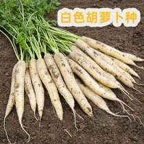 Bijiu White Jade White carrot seeds white radish seeds fruit balcony potted four seasons vegetables autumn summer