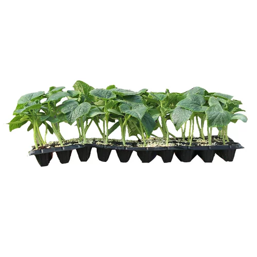 Весенняя рассада овощей, маленькая рассада томатов, четырехсезонная рассада риса, баклажанов, перца, арбуза, огурца, весна, юг