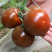 Black purple sand tomato seeds large tomatoes disease resistance high yield balcony potted spring Four Seasons vegetable seeds seeds