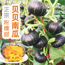 Green Beibei mini high-yield small pumpkin seeds Chestnut flavor four-season seedling Vegetable seedling Tuo Huihe No 1 seedling