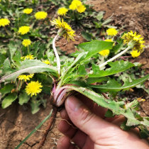 Dandelion seeds Seedlings Seedlings Planting vegetables medicinal potted seeds rapeseed seeds wild vegetables