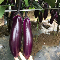 Long eggplant seed seed seedling purple long eggplant seedling purple long eggplant seedling vegetable seedling