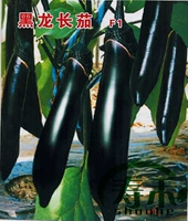 Черный дракон 1000 зерен [одиночный фрукт около 300 г]