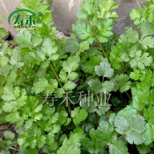 Четыре сезона растительных семян