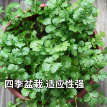 Four seasons coriander seed seedlings large leaf coriander balcony vegetables Edible vegetables potted seeds Larval rapeseed seeds
