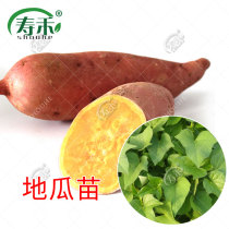 Shandong sweet potato planting seedlings sweet potato seedlings yellow heart sweet potato seedlings sweet potato seedlings sweet potato seedlings