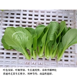 Четыре семена семян семян четыре сезона бесплатная доставка Шанхай Зеленый Кайпан Каудин Каудин Каудин Рапный рапс Овощи изнасилования