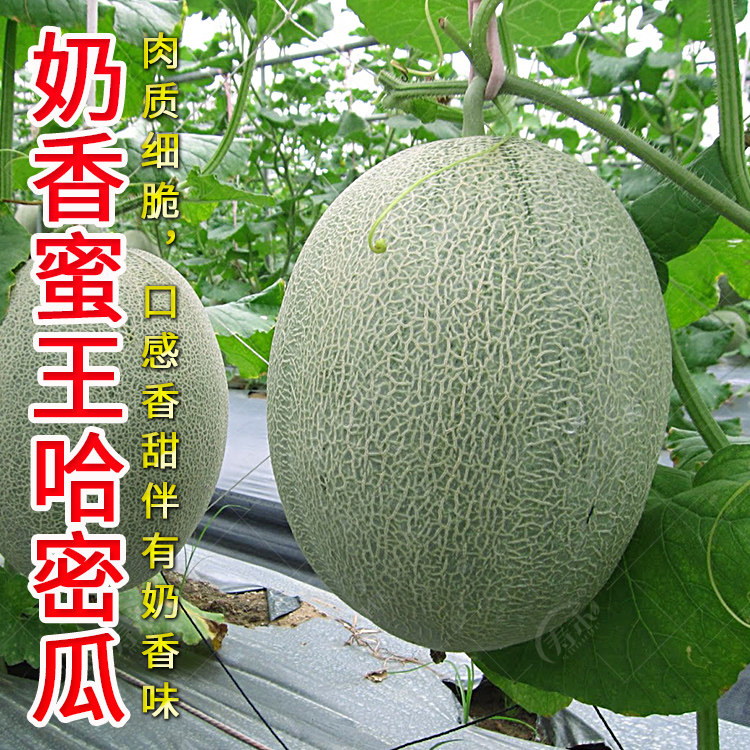 Milk-flavored honey king cantaloupe seeds and seeds, the northern sweet fruit melon is super sweet, early-maturing and disease-resistant in spring
