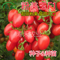 Pink Jade Virgin fruit seedling Special sweet cherry Tomato Tomato seed vegetable seedling potted fruit seedling