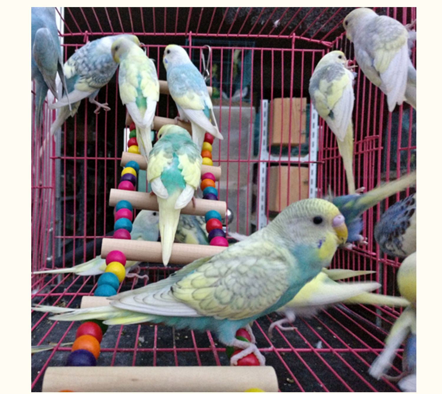 Parrot swing thang treo cầu thang cung cấp trạm cắn cắn Xuanfeng chim molar leo lên trạm lồng chim đồ chơi - Chim & Chăm sóc chim Supplies lòng chào mào