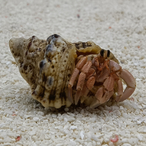 Land Freshwater Sustena Crab Living Mini Crab Pet Crab Ornamental Crab Climbing Spotting Micropet 1-6cm Pink