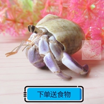 Land Freshwater Sustena Crab Living Mini Crab Pet Crab Ornamental Crab Climbing Spotting Micropet 1-6cm Purple