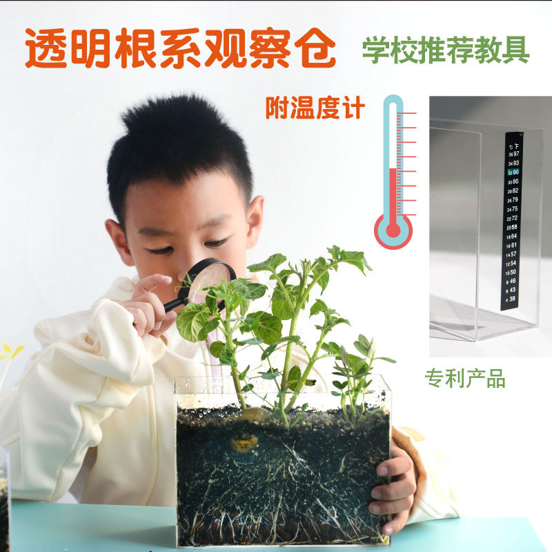 Scientific Experiment on Plant Planting of Children's Plants Observation of the Growth Root of the Hardware Seeds on the Farm Pot Planting Root