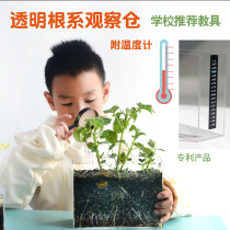 Scientific Experiment on Plant Planting of Childrens Plants Observation of the Growth Root of the Hardware Seeds on the Farm Pot Planting Root