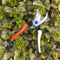Golden Apple A- grade 168 pruning shears pruning shears Mulberry cutting flowers and trees garden tools fruit tree scissors seedling shears