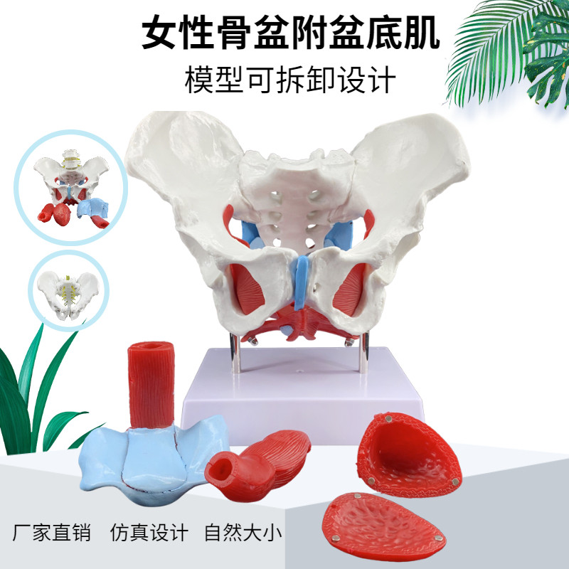 女性骨盆及盆底肌肉模型 女性骨盆模型  盆骨教学模型 骨骼模型