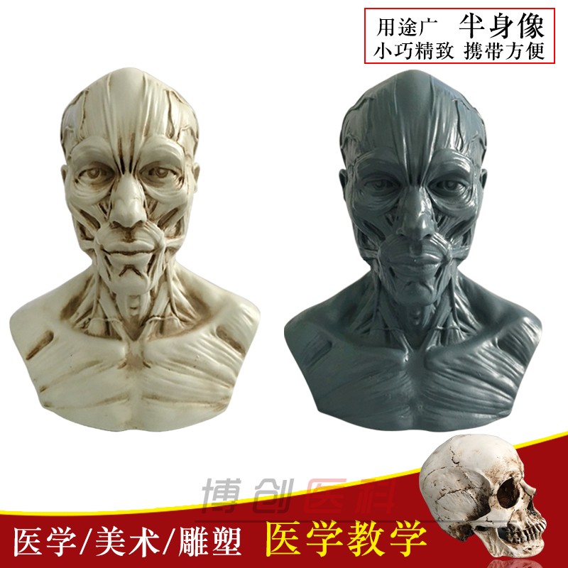 1:3美术医学静物绘画参考 艺用人体肌肉骨骼头雕头骨 半胸像模型
