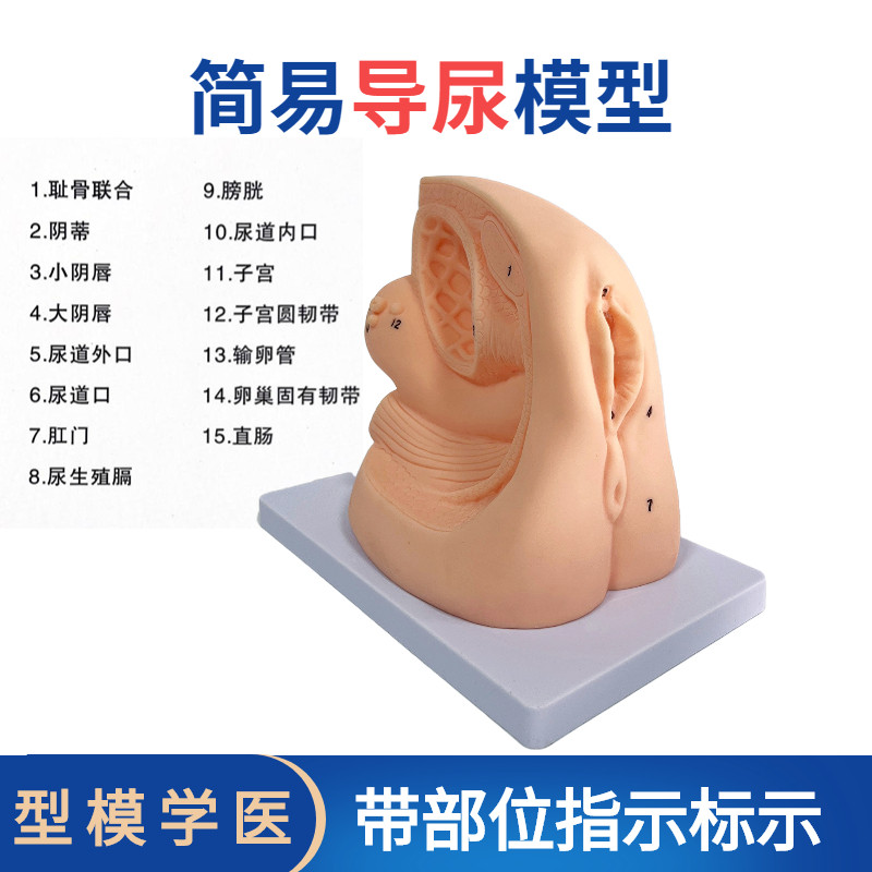 女性内外生殖器解剖及男性导尿模型人体泌尿系统生殖系统模型