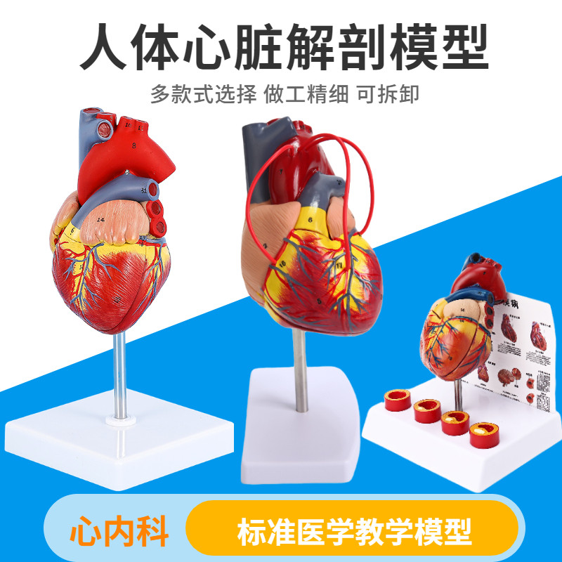 人体心脏模型B超彩超医学心内科心脏解剖教学模型自然大心脏血栓