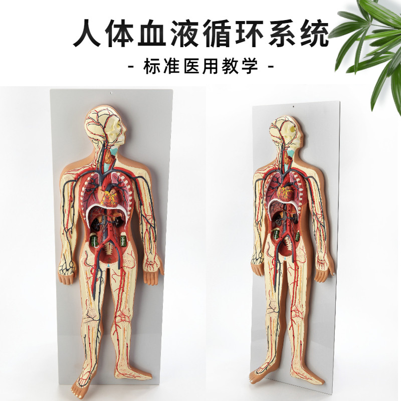 专业教学人体血液循环系统模型体肺循环心血管介入心脏解剖模型
