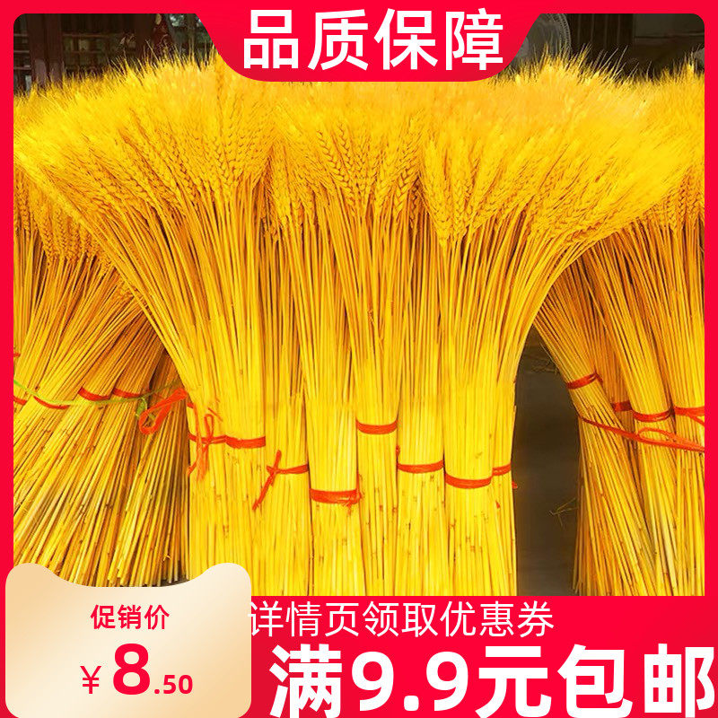 Natural Wheat Ears Dry Flower Bouquet Open Barley Dry Flower Fields Garden Wind Decoration Pendulum with Prop Dried Flowers Genuine Flowers Basket