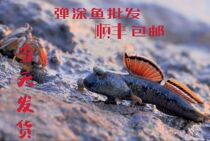 Hop-hop fish Pet Coated Fish Red Fin Ornamental Fish Desalinated Seawater Fish Beach Coated Fish