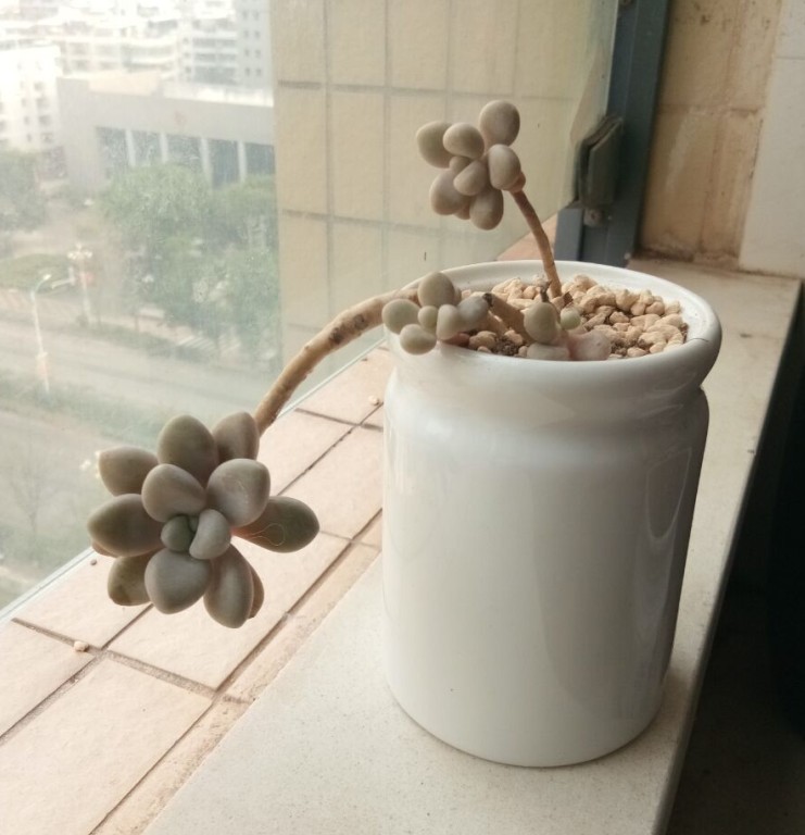 4 nhân dân tệ thời trang đơn giản sáng tạo tiểu thuyết thẳng hình trụ gốm hoa mọng nước chậu nhà văn hóa nước bình - Vase / Bồn hoa & Kệ lọ thủy tinh cắm hoa