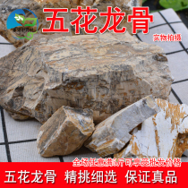 Five-flower keel 500g five-flower keel fossil pure five-flower keel Chinese herbal medicine wild five-flower keel