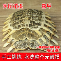 Chinese herbal medicine turtle shell 500 grams of upper armor raw turtle shell turtle shell group fish turtle shell washed meat-free