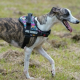 Держатель на груди для собаки, детская сумка, борзая, уиппет, маленькая собака, большой ошейник для собаки, поводок, веревка, плечевой ремень, ночные светоотражающие товары для домашних животных